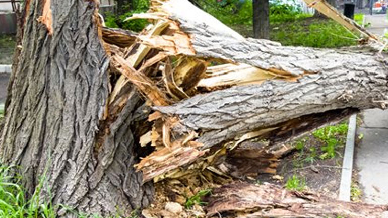 Πτώσεις δέντρων από τους ισχυρούς ανέμους στην Αττική – Κλειστή η Λεωφόρος Αλεξάνδρας