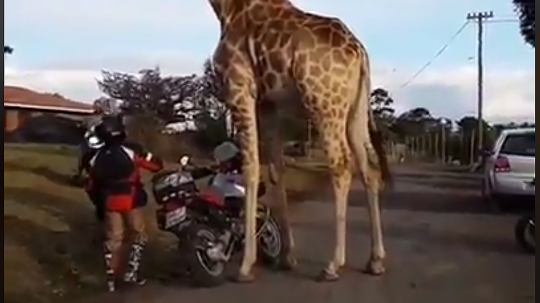 Μια καμηλοπάρδαλη με τάσεις μοτοσυκλετιστή