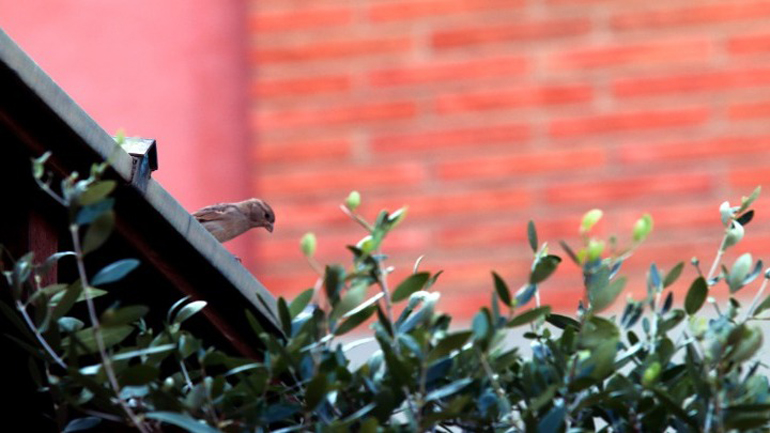 Η μουσική των πουλιών της πόλης θέμα performance!