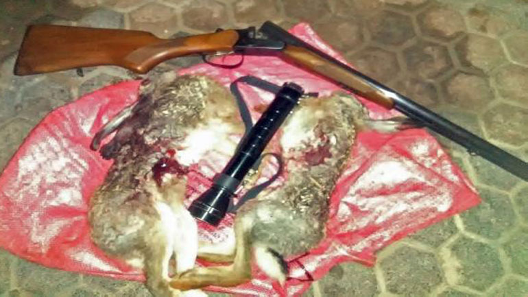 Σύλληψη 2 ατόμων για νυχτερινή θήρα λαγού στον Δήμο Μινώα Πεδιάδας