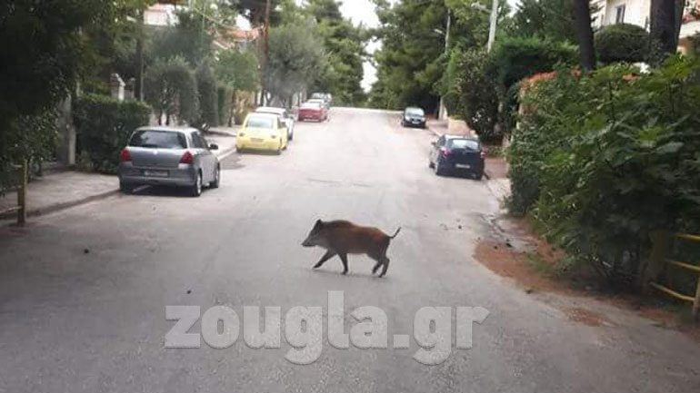 Αγριογούρουνα κάνουν βόλτα στη Δροσιά