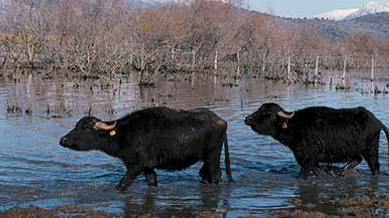 Πακιστάν: Στο «σφυρί» από την κυβέρνηση οκτώ βουβάλια στο πλαίσιο των μέτρων λιτότητας