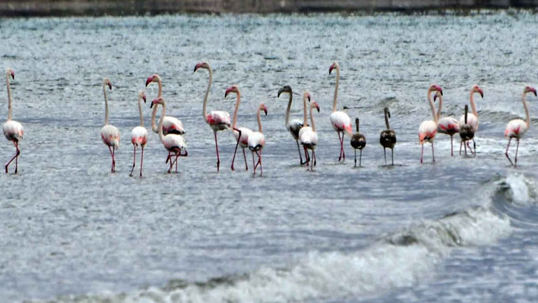 Φλαμίνγκο «καθηλώθηκαν» από το σφοδρό κύμα κακοκαιρίας στο Ναύπλιο