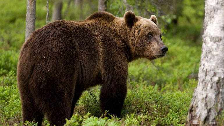 Τρίκαλα: Γυναίκα βοσκός βρέθηκε αντιμέτωπη με αρκούδα
