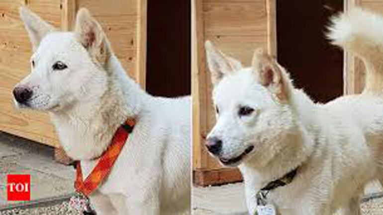 Ο Κιμ Γιονγκ Ουν έστειλε δύο λευκά κυνηγόσκυλα ως δώρο στον ηγέτη της Νότιας Κορέας Ο Κιμ Γιονγκ Ουν έστειλε δύο λευκά κυνηγόσκυλα ως δώρο στον ηγέτη της Νότιας Κορέας