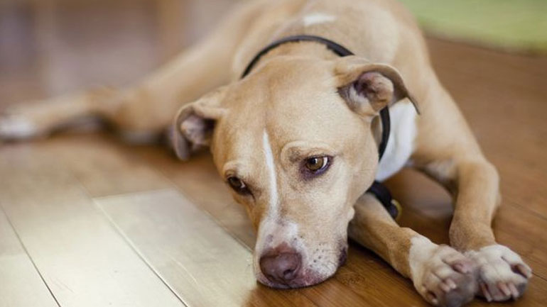 Πότε ο σκύλος έχει κατάθλιψη; Τα σημάδια και οι τρόποι αντιμετώπισης