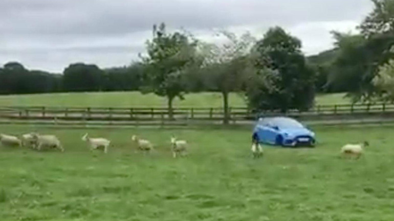 Πήγε να βοσκήσει τα πρόβατα με το Focus RS!