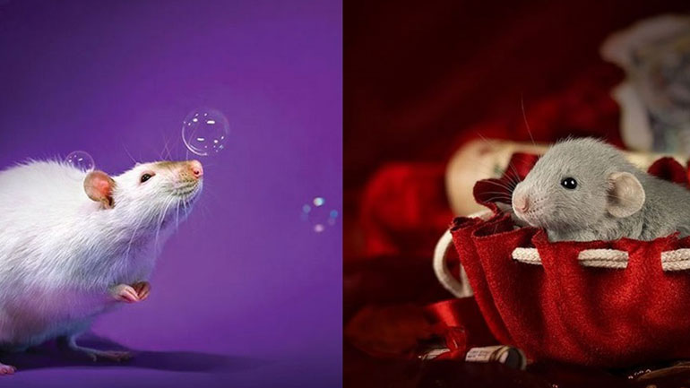 Μία Γαλλίδα φωτογράφος θέλει να σου αλλάξει τη γνώμη που έχεις για τα ποντίκια
