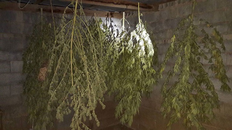 Ένα κιλό κάνναβης οδήγησε στη σύλληψη 62χρονου στα Χανιά