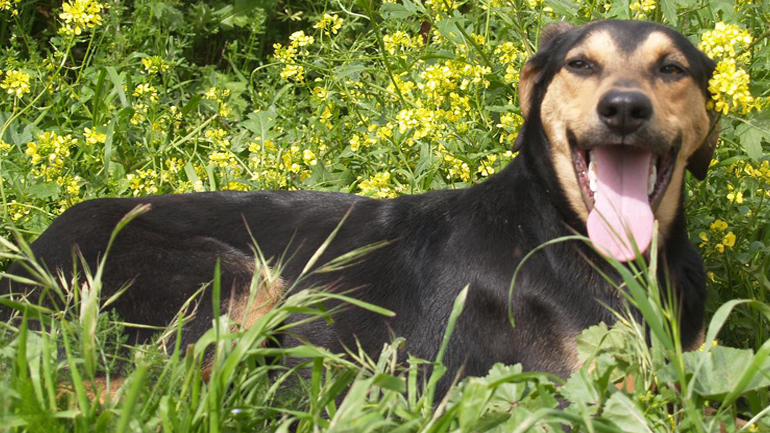 Δήμος Αθηναίων: «Υιοθετήστε ένα αδέσποτο»!
