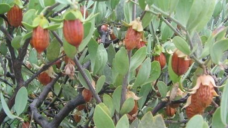 Παλαιστίνη: Το δέντρο jojoba από τις ΗΠΑ ευδοκιμεί στη Λωρίδα της Γάζας