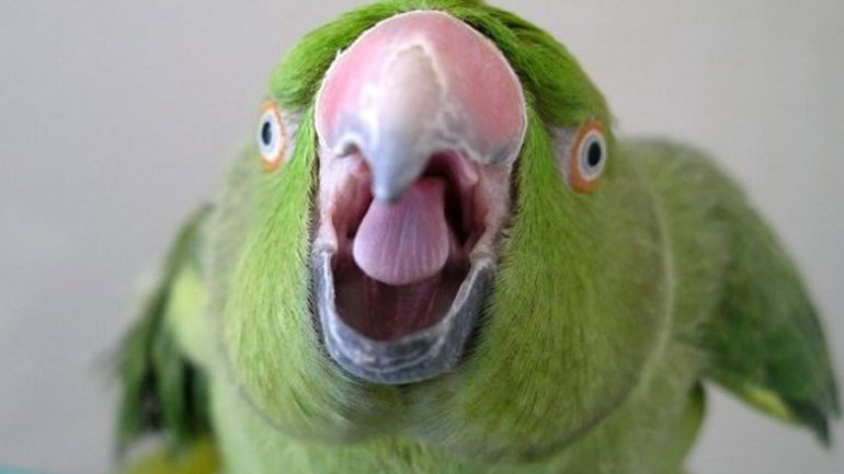 Οι «παπαγάλοι» κρώζουν υπέροχα