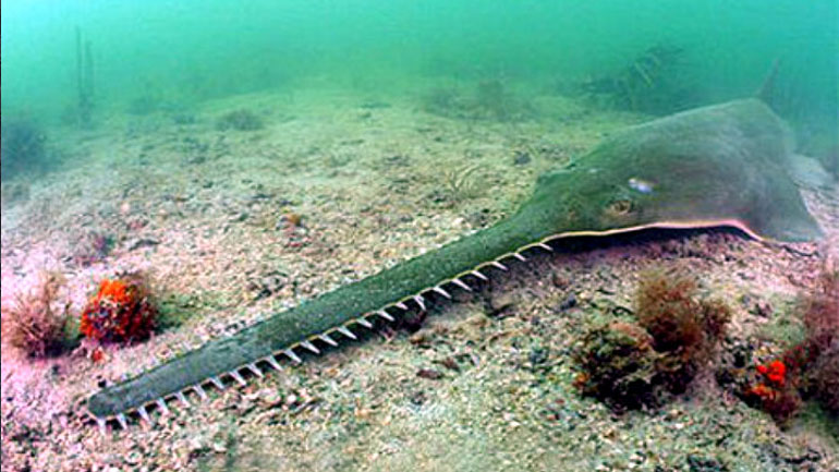 Κήτη που μοιάζουν με τεράστιους δεινόσαυρους ευδοκιμούν σε ποτάμι στην Αυστραλία