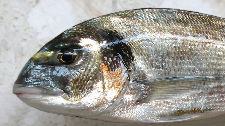 «Πάρτι» με τσιπούρες στη Β. Εύβοια