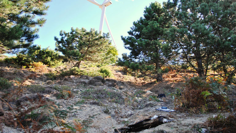 WWF Ελλάς: Νεκρό όρνιο καταδεικνύει την ανάγκη ορθής χωροθέτησης αιολικών πάρκων στη Θράκη