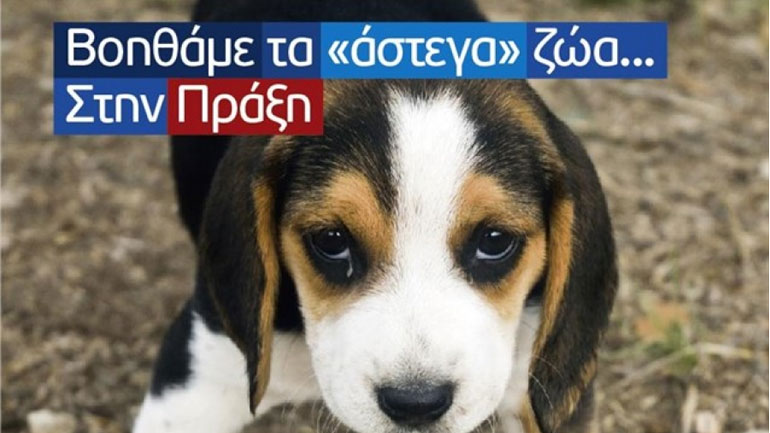 Έγινε η πρώτη υιοθεσία αδέσποτου online στη Θεσσαλονίκη Έγινε η πρώτη υιοθεσία αδέσποτου online στη Θεσσαλονίκη