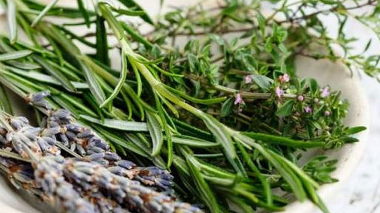 Τα βότανα που καταπολεμούν άγχος και στρες