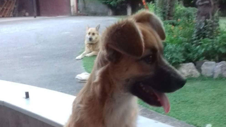 Υιοθετήστε τον πανέμορφο Φρεντάκο!