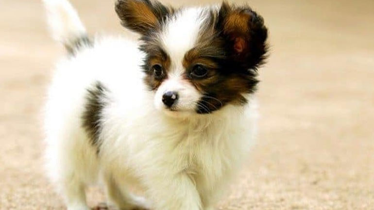 Πέντε λάθη που κάνεις όταν έρχεται για πρώτη φορά το κουτάβι στο σπίτι σου