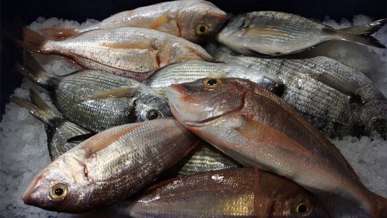 Θεσσαλονίκη: Κατασχέθηκαν 69 κιλά ακατάλληλα ψάρια στην ιχθυόσκαλα Νέας Μηχανιώνας