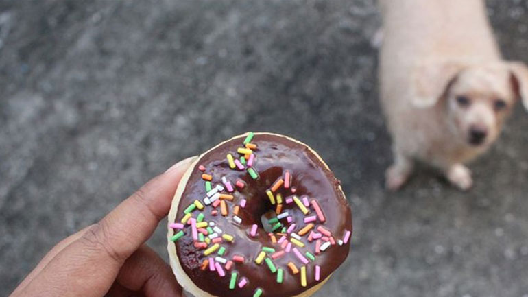 Δέκα τροφές που δεν πρέπει να προσφέρεις στον σκύλο σου