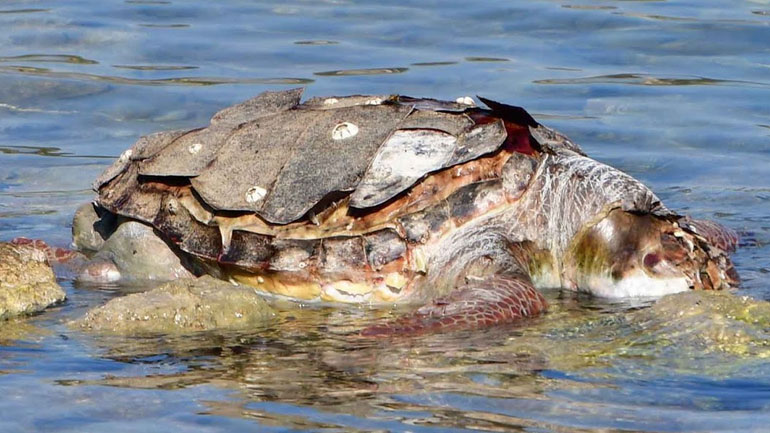 Νεκρή θαλάσσια χελώνα στο Ναύπλιο