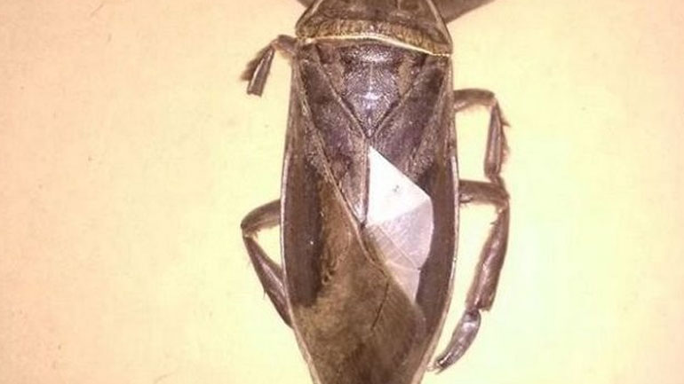 Σαρκοφάγο έντομο γίγας εντοπίστηκε στη Λαμία