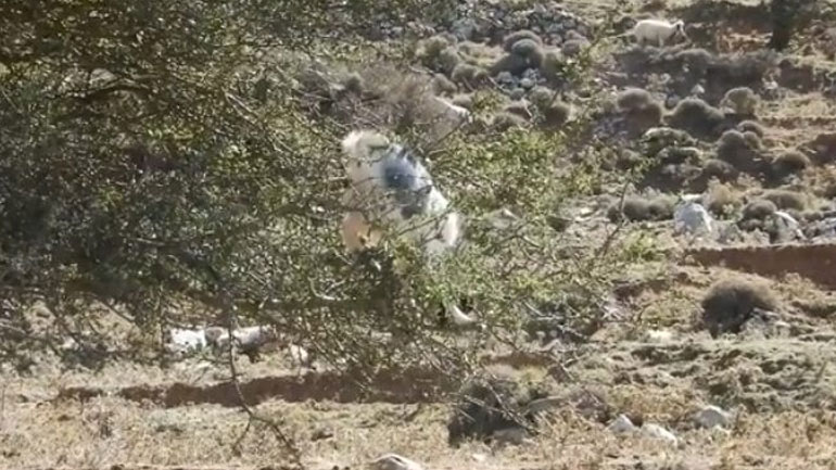 Η κατσίκα έγινε… πουλί!