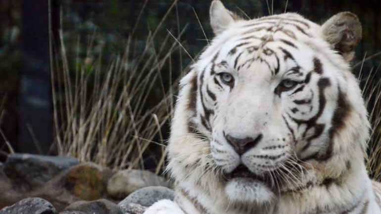 Ιαπωνία: Σπάνια λευκή τίγρης κατασπάραξε φύλακα ζωολογικού κήπου