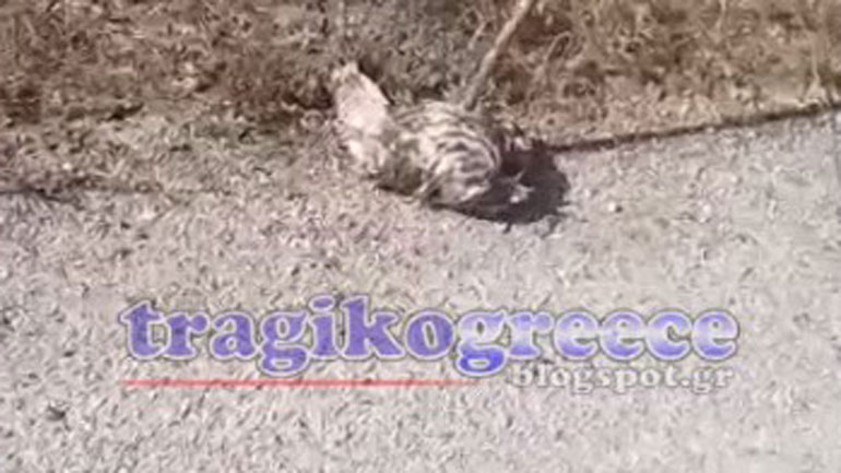 Καστοριά: Όταν αλλάζουν οι “κανόνες” – Φίδι πνίγει γεράκι που σώζεται από… άνθρωπο