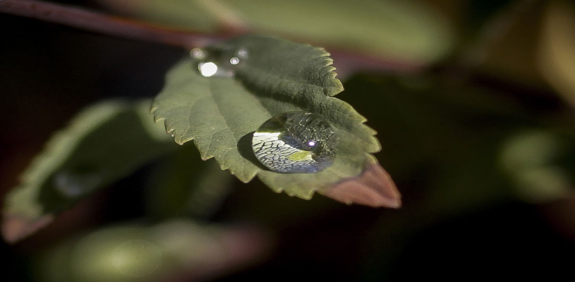 Στάλες πρωινής δροσιάς