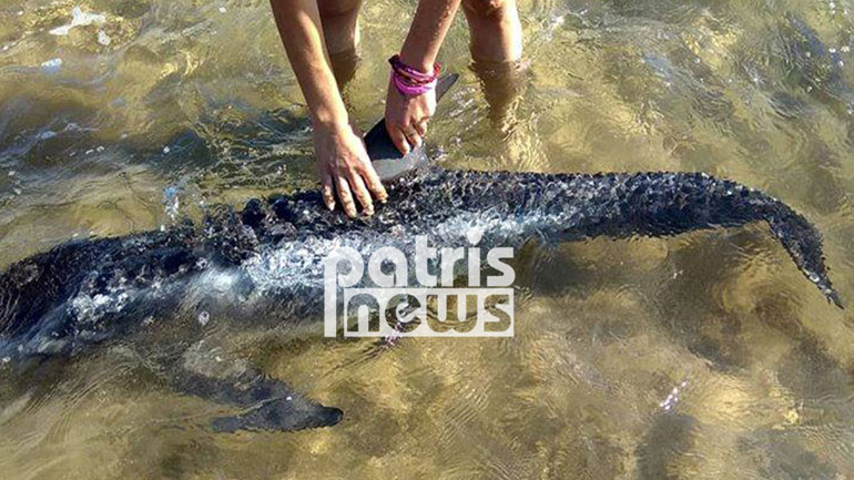 Πύργος: Κινητοποίηση για την σωτηρία δελφινιού που βγήκε στα ρηχά της Σπιάτζας