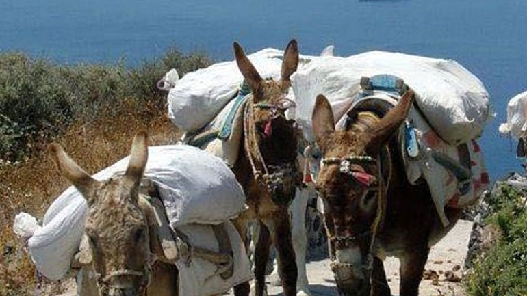 De Standaard: «Οι υπέρβαροι τουρίστες δεν μπορούν πλέον να ανεβαίνουν στα γαϊδουράκια της Σαντορίνης»