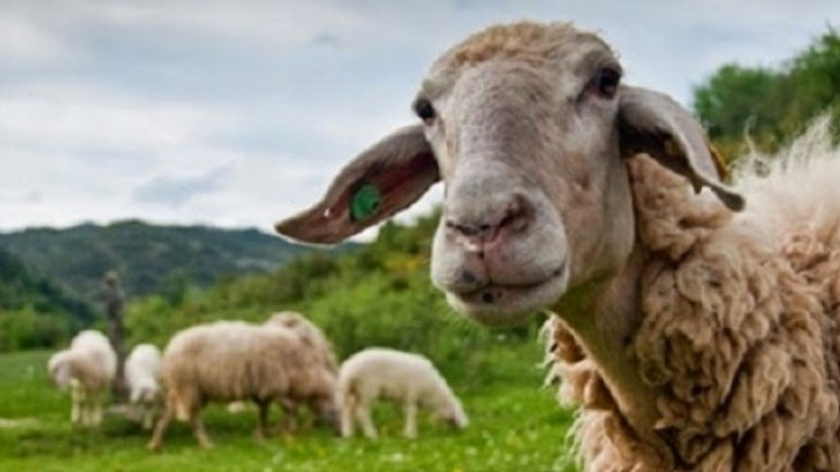 Απίστευτα λάθη στην κατανομή των βοσκοτόπων