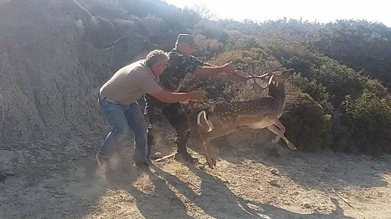 Ρόδος: Ελάφια «τσακώνονται» βίαια, μέχρι που καταφθάνουν οι δασοφύλακες και τα… χωρίζουν!
