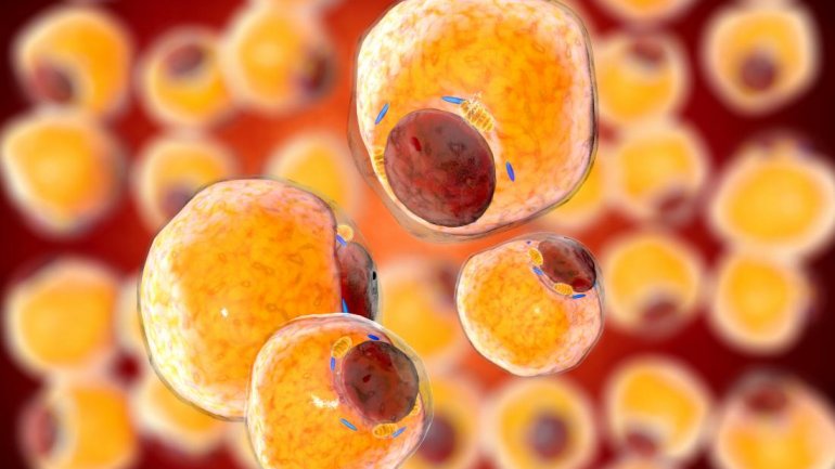 Η έλλειψη χαλκού ίσως προκαλεί παχυσαρκία – Αυξάνει το μέγεθος των λιποκυττάρων