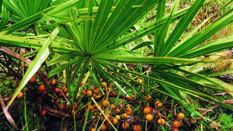 Το Saw palmetto και η ανδρική υγεία