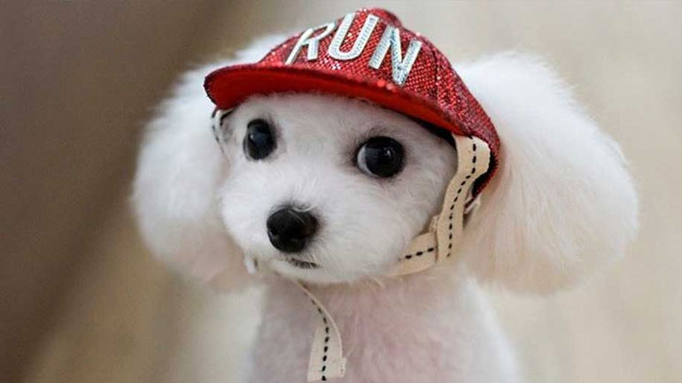 Τι ζώδιο είναι ο σκύλος σου;