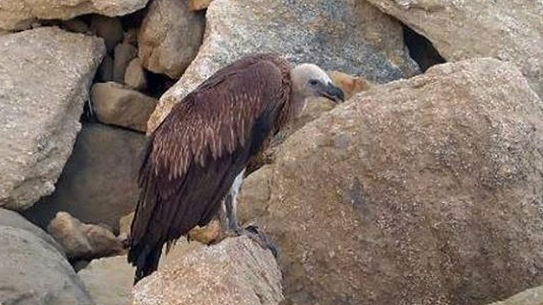 Διέσωσαν τραυματισμένο γύπα στην Κρήτη