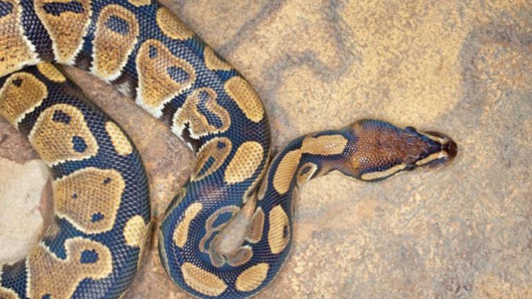 Ένας πύθωνας τους έπεσε κυριολεκτικά στο κεφάλι