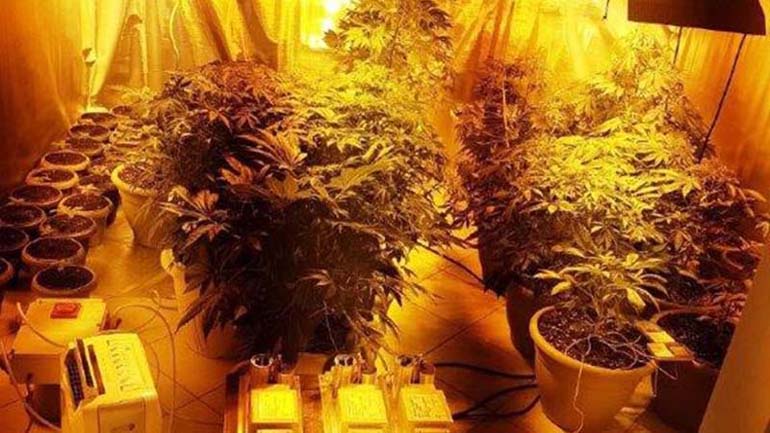 Εργαστήριο υδροπονικής κάνναβης εντοπίστηκε σε σπίτι στο Μαρκόπουλο