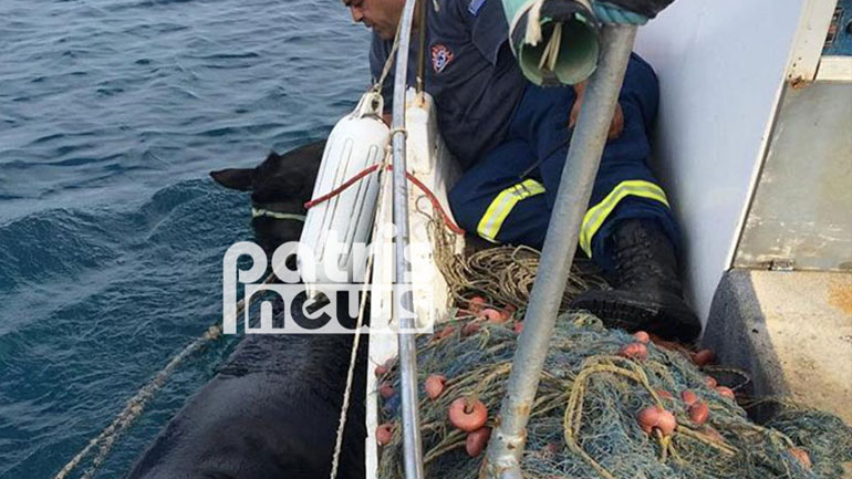 Κατάκολο: Διέσωσαν εγκλωβισμένο άλογο μέσω… θαλάσσης!