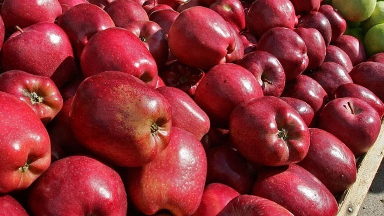 Άνοιξε η αγορά της Ινδίας για τους Έλληνες μηλοπαραγωγούς