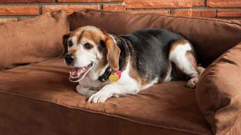 Χρήσιμες συμβουλές για να ζείτε ευτυχισμένοι με το κατοικίδιό σας κάτω από την ίδια στέγη!