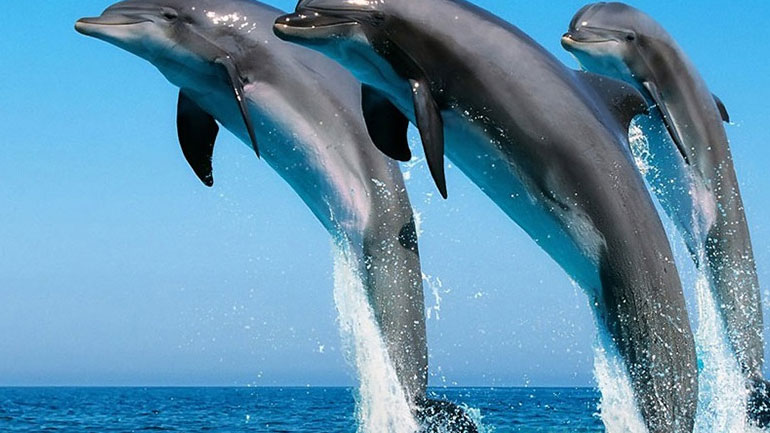 Τα δελφίνια μιλάνε μεταξύ τους όπως οι άνθρωποι!
