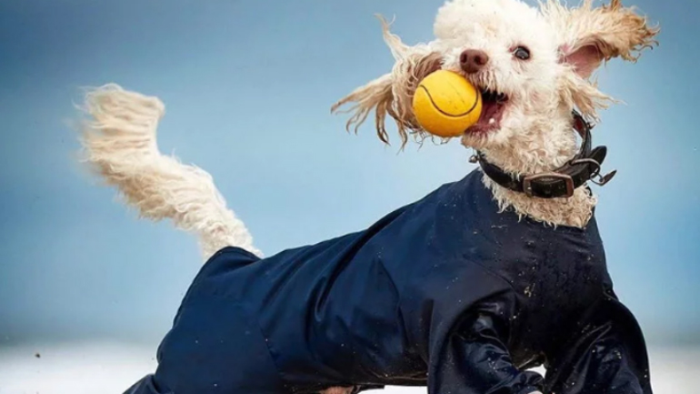 Βραβεία PIPA 2018: Οι πιο εντυπωσιακές φωτογραφίες του Instagram για την εφετινή χρονιά!