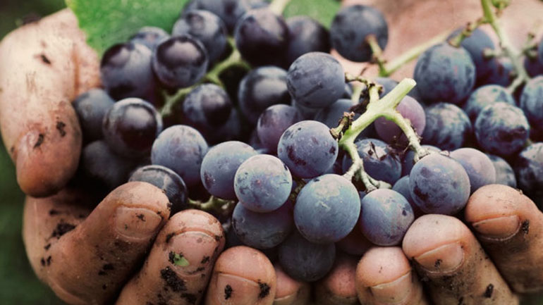 Έξι βότανα και τροφές κατά της παχυσαρκίας