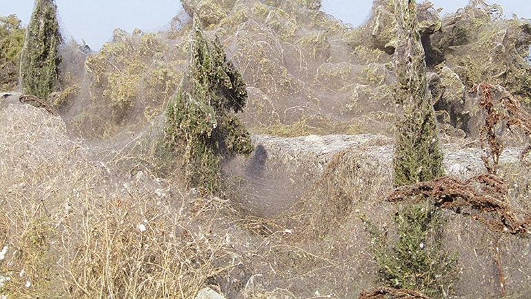 Τεράστιο πέπλο ιστού αράχνης στην Ξάνθη