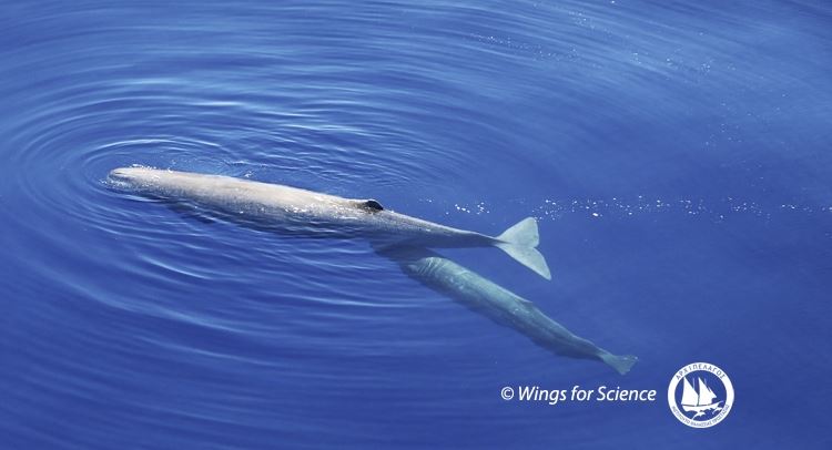 Φάλαινα φυσητήρας θηλάζει το μικρό της στο Αιγαίο
