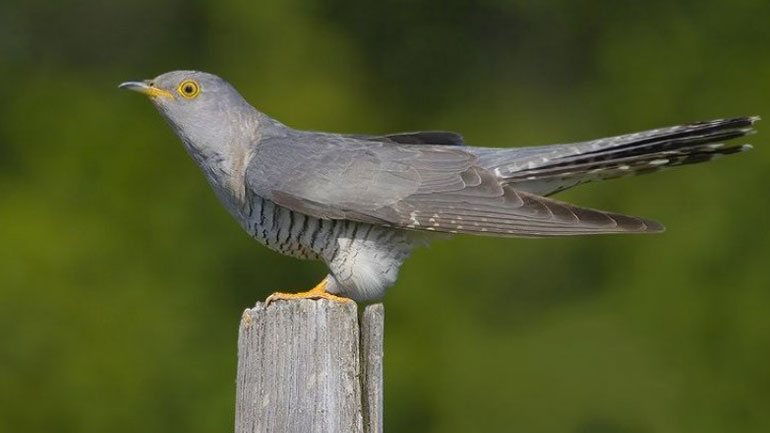 Ο κούκος σίγησε…